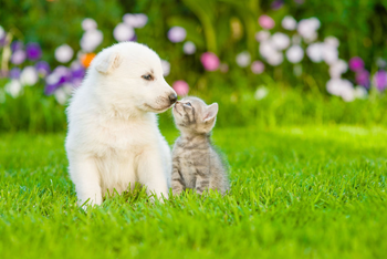 cutest puppy-and-kitten Jupiter Palm Beach FL